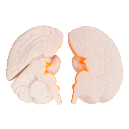 Модель «Мозг в разрезе»